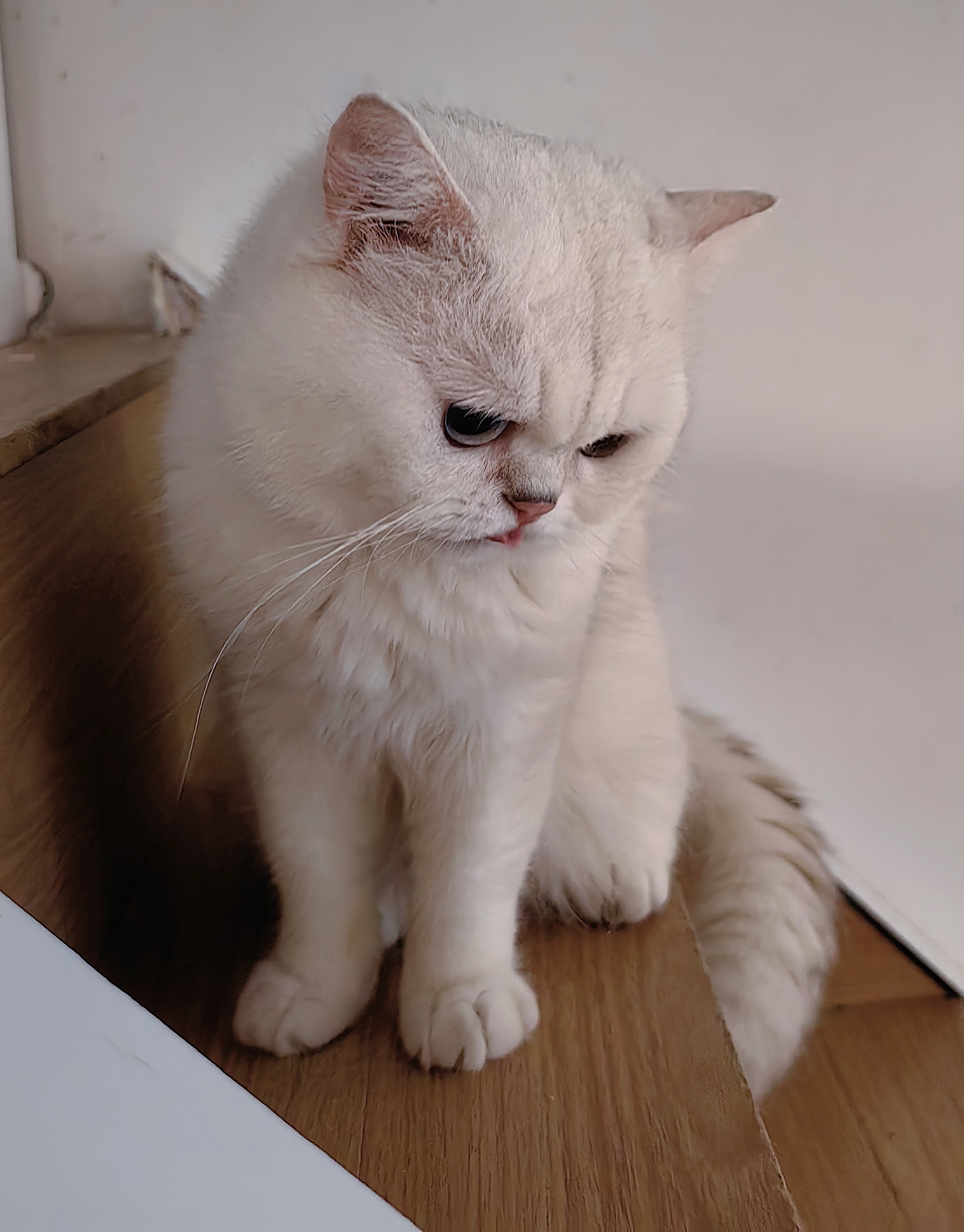 熊版银点